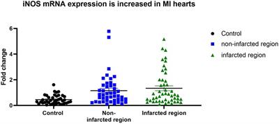 iNOS expressing macrophages co-localize with nitrotyrosine staining after myocardial infarction in humans